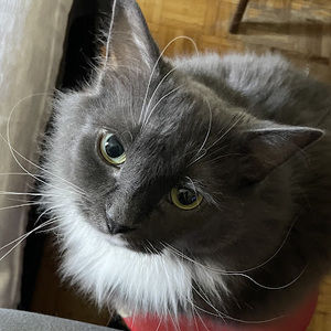 Meet your Posher, Maggy